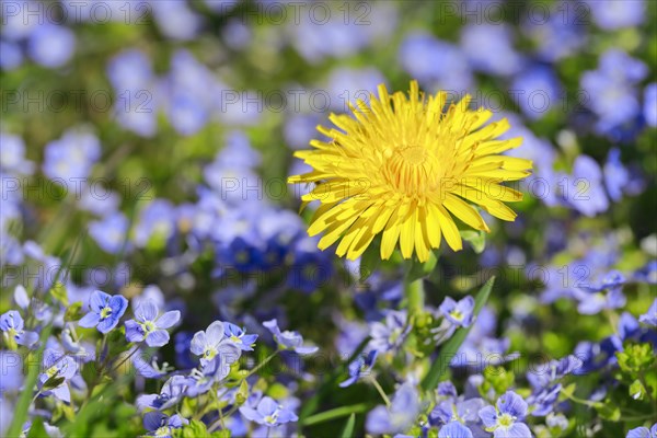 Close-up of dandelion and slender speedwell