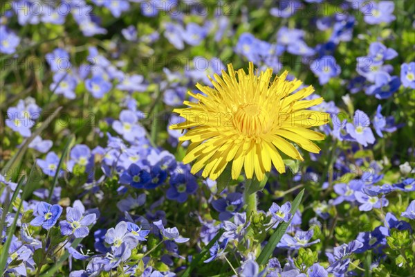 Close-up of dandelion and slender speedwell