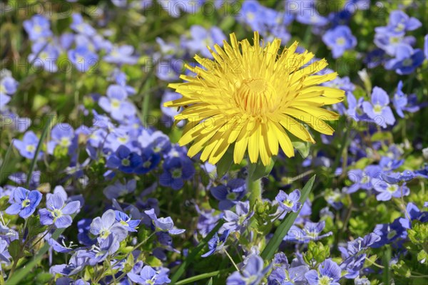 Close-up of dandelion and Slender speedwell