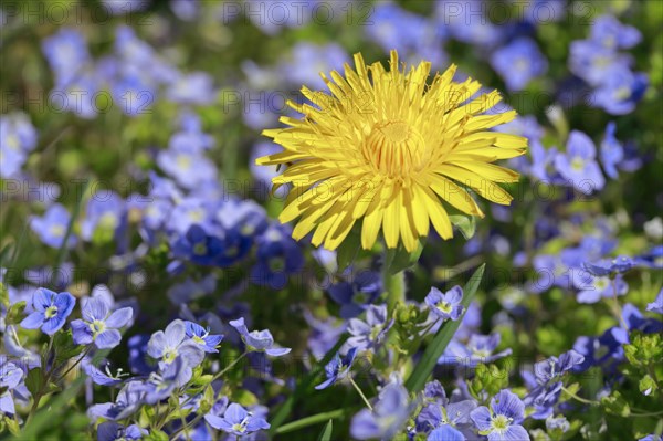 Close-up of dandelion and Slender speedwell