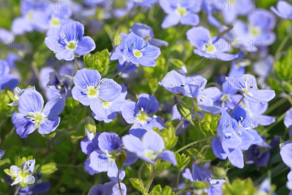 Close-up of Slender speedwell (Veronica filiformis)