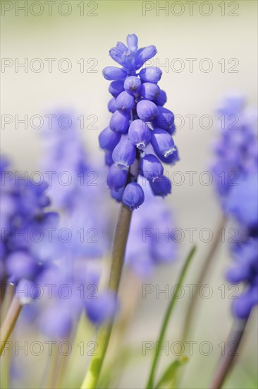 Close up of blue grape hyacinths