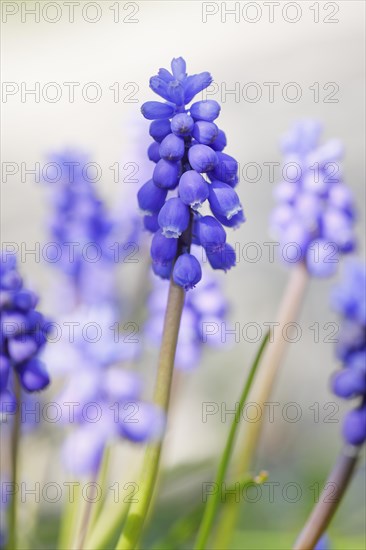 Close up of blue grape hyacinths