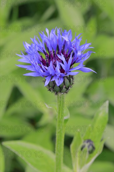 Close-up of a cornflower (Cyanus segetum)