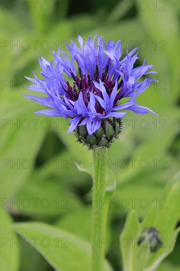 Close-up of a cornflower (Cyanus segetum)