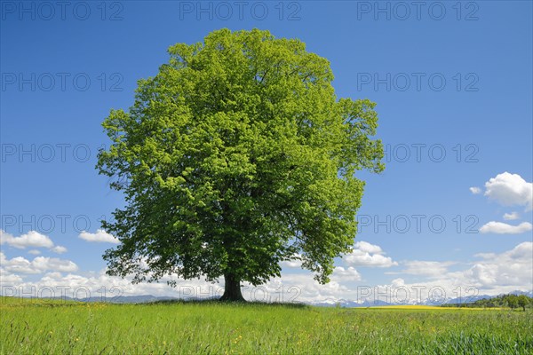 Solitary tree