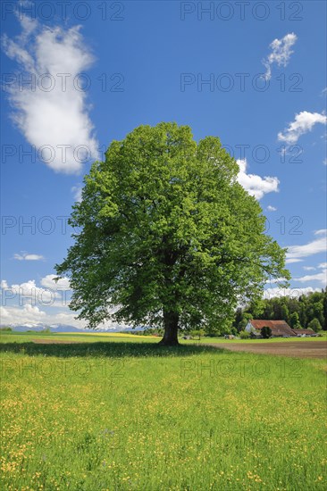 Solitary tree