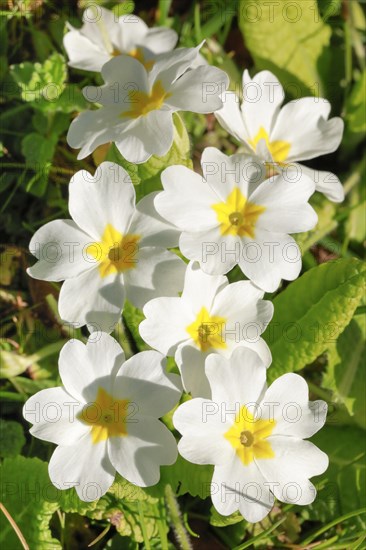 Close up of white primroses in spring