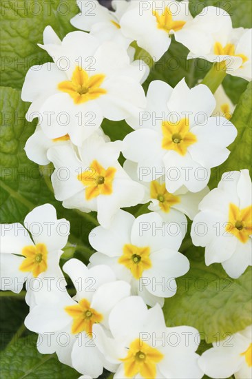 Close up of white primroses in spring