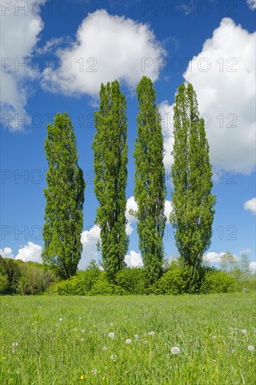 Four large poplars in green meadow under cloudy sky in sunshine