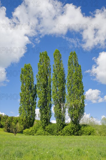 Four large poplars in green meadow under cloudy sky in sunshine