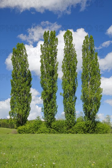 Four large poplars in green meadow under cloudy sky in sunshine