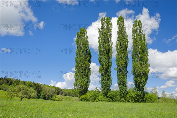 Four large poplars in green meadow under cloudy sky in sunshine