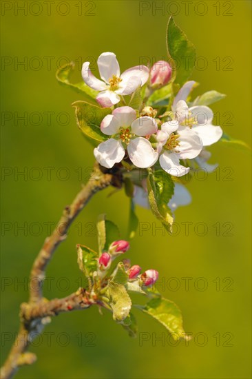 Close up of apple tree blossoms and buds in evening light