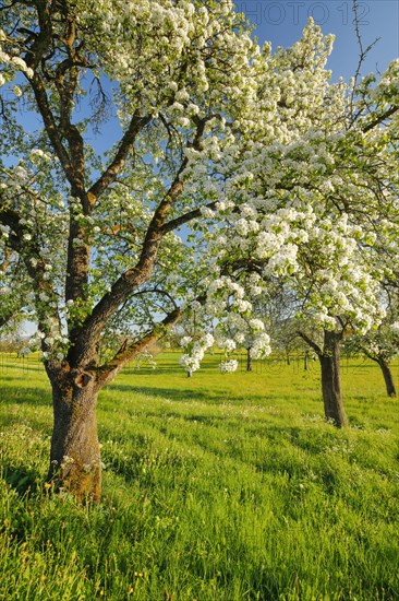 Blossoming pear trees in spring in evening light