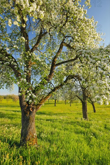 Blossoming pear trees in spring in evening light