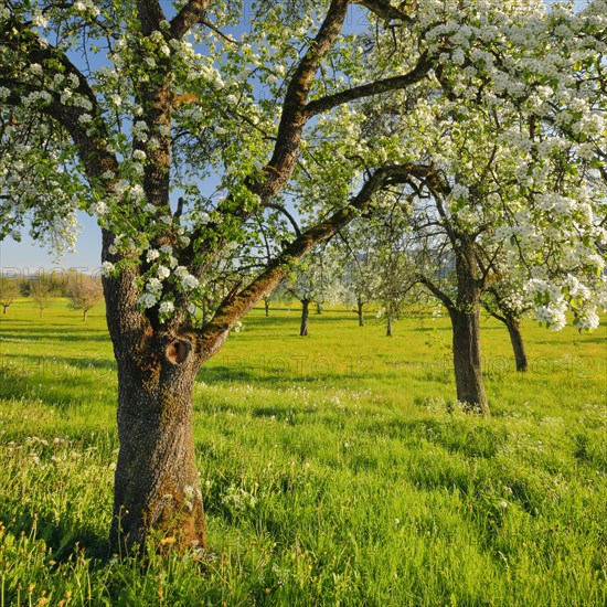 Blossoming pear trees in spring in evening light
