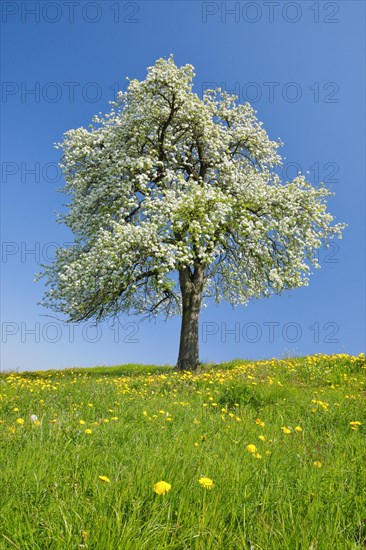 Alone flowering pear tree in spring in flowering meadow