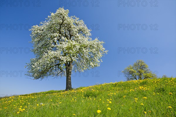 Alone flowering pear tree in spring in flowering meadow