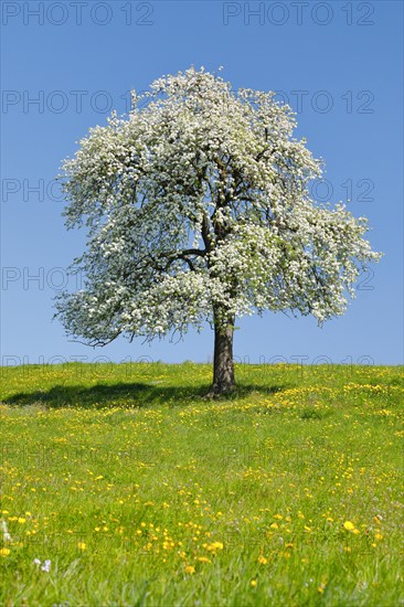 Alone flowering pear tree in spring in flowering meadow