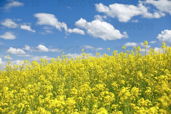 Rape field in bloom under blue sky