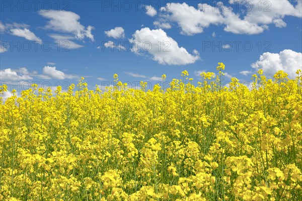Rape field in bloom under blue sky