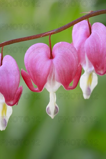 Close-up of the flower of the watering heart (Lamprocapnos spectabilis)