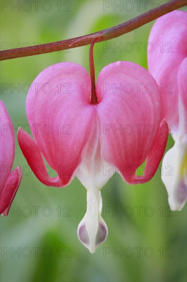 Close-up of the flower of the watering heart (Lamprocapnos spectabilis)