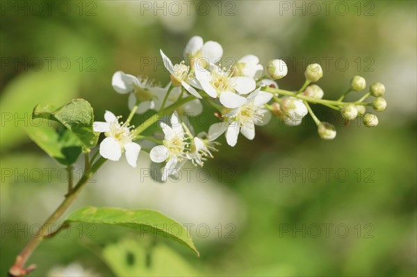 Close-up of flowers of the common weeping cherry in spring