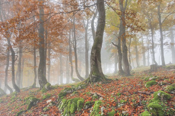 Autumn beech forest in fog