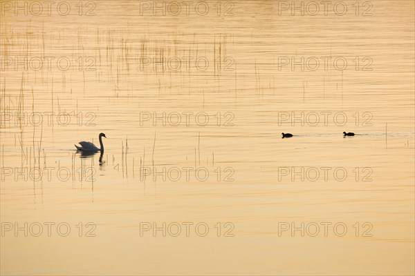 Mute swan (Cygnus olor)