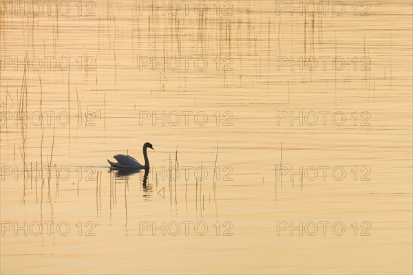 Mute swan (Cygnus olor)