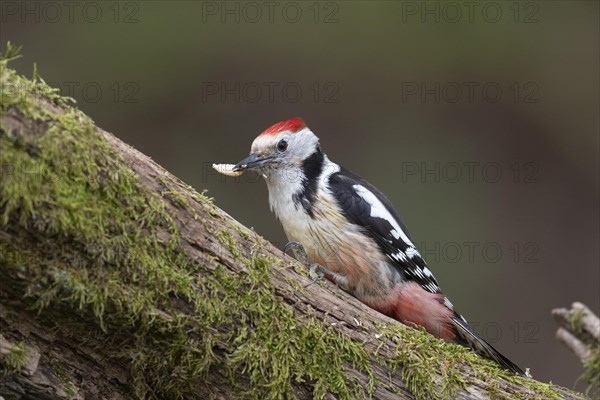 Middle spotted woodpecker (Dendrocopos medius)