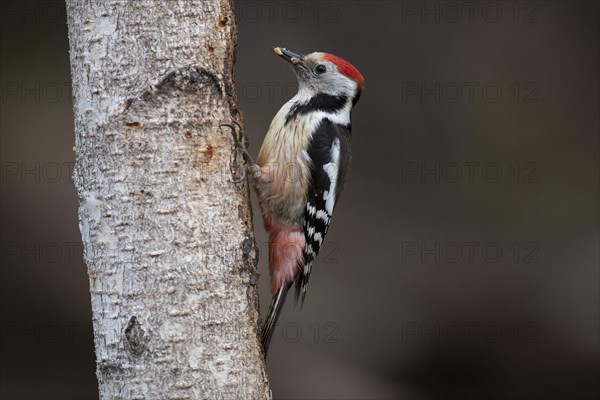 Middle spotted woodpecker (Dendrocopos medius)