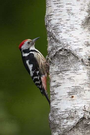 Middle spotted woodpecker (Dendrocopos medius)