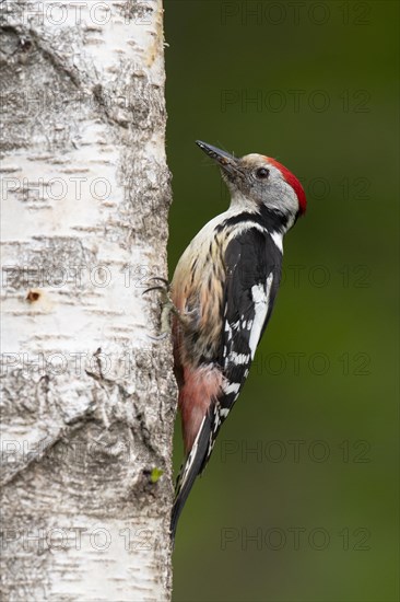 Middle spotted woodpecker (Dendrocopos medius)