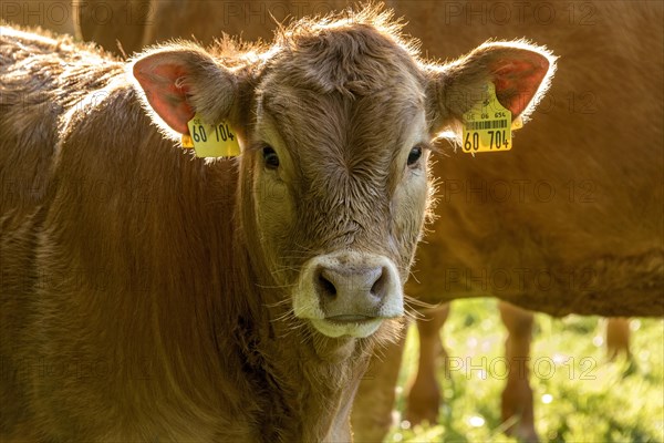 Domestic Cattle (Bos taurus) of the hornless breed Deutsch Angus