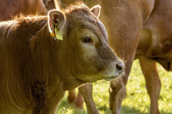 Domestic Cattle (Bos taurus) of the hornless breed Deutsch Angus