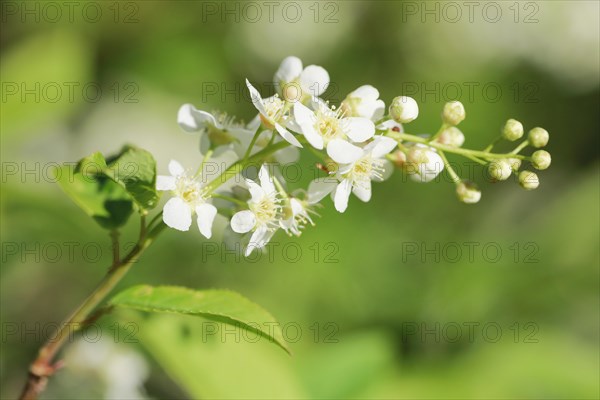 Close-up of flowers of the common weeping cherry in spring