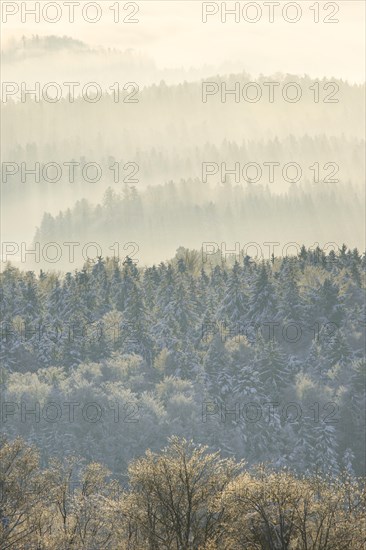 Snowy fir forest with fog
