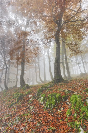 Autumn beech forest in fog