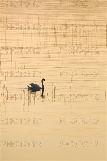 Mute swan (Cygnus olor)