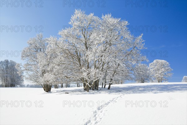 Snowshoe tracks in deep snowy landscape with beech trees under blue sky in Neuchatel Jura