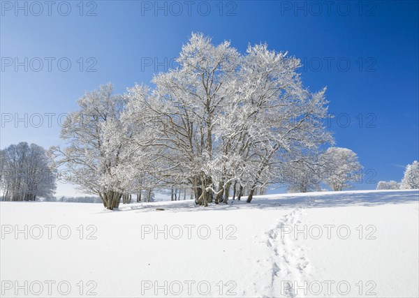 Snowshoe tracks in deep snowy landscape with beech trees under blue sky in Neuchatel Jura