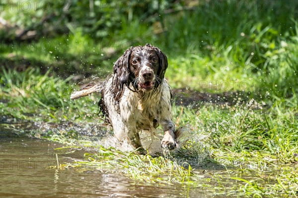 English Springer Spaniel