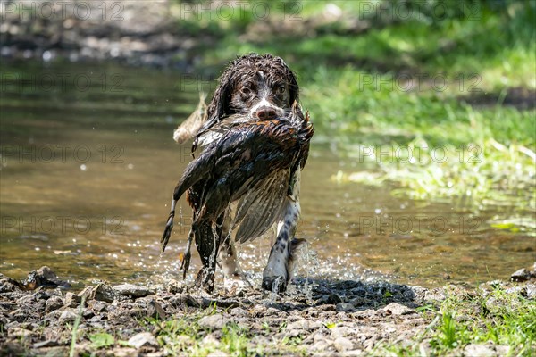 English Springer Spaniel