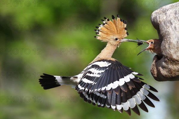 Hoopoe (Upupa epops)