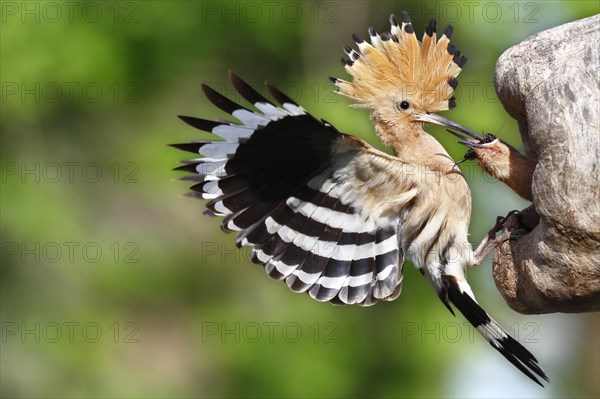 Hoopoe (Upupa epops)