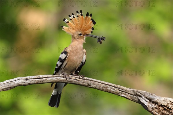 Hoopoe (Upupa epops)