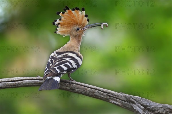 Hoopoe (Upupa epops)